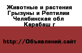 Животные и растения Грызуны и Рептилии. Челябинская обл.,Карабаш г.